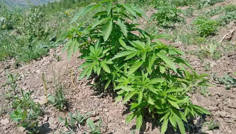 Bingöl'de Yapılan Baskında Kenevir ve Kaçak Tütün Bulundu