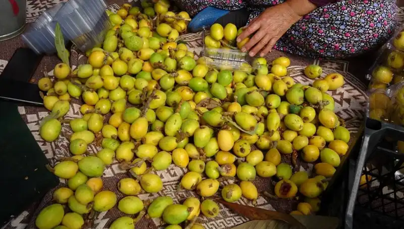 Muşmula Hasadı Sezonu: Şimdi Almanın Tam Zamanı, Kilosu 150 TL!