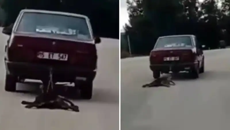 Otomobilin Arkasında Sürüklenen Köpeğin Dramı: Hayvan Hakları ve Trafik Güvenliği Üzerine Düşünceler