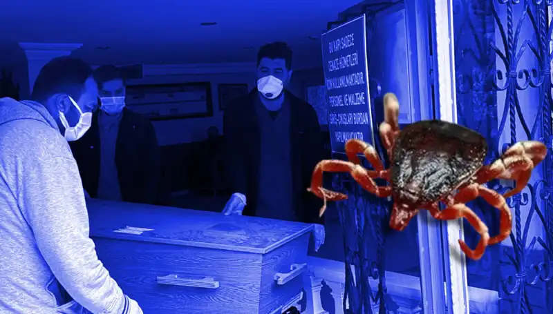İstanbul'daki Kenelerin Zararları ve Faydaları: Gerçekler Neler?