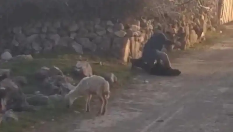 Koyuna Eziyet Eden Şahsın Gözaltına Alınması Ülkede Tepki Yarattı