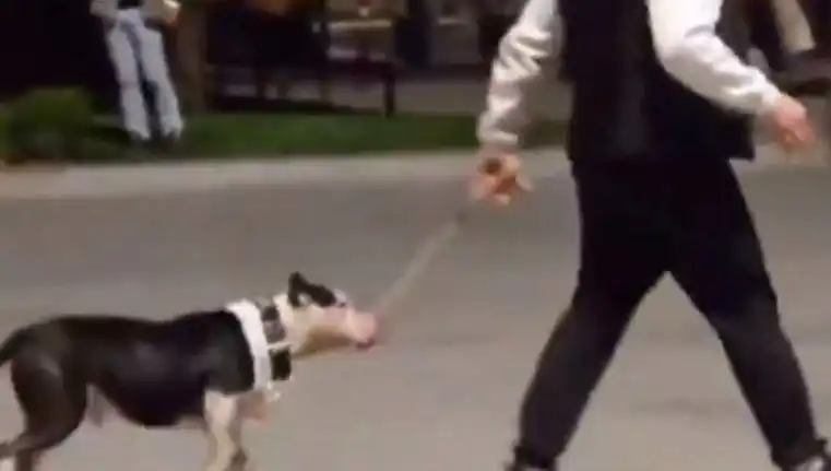 Ağızlıksız Pitbull'un Hareketi Tehlikeye Yol Açtı: Sahibi Ceza Aldı