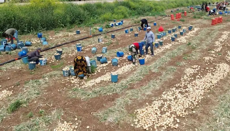 Soğan Hasadı Başladı: Market Fiyatları Düşüşe Geçti!