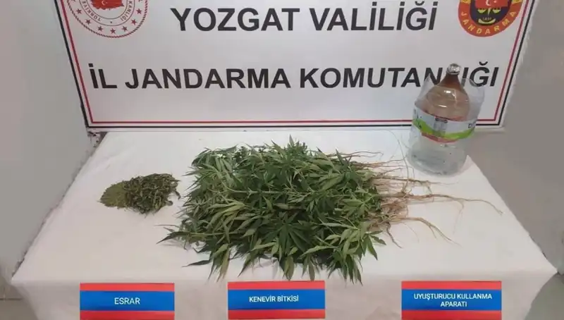 Yozgat’ta Ele Geçirilen 40 Kök Kenevir: Yasadışı Ekilişin Ardındaki Gerçekler