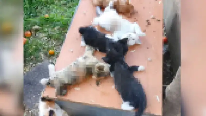 : Bursa'da Yavru Kedi Katliamı: Sekiz Hayvanın Acı Dolu Sonu