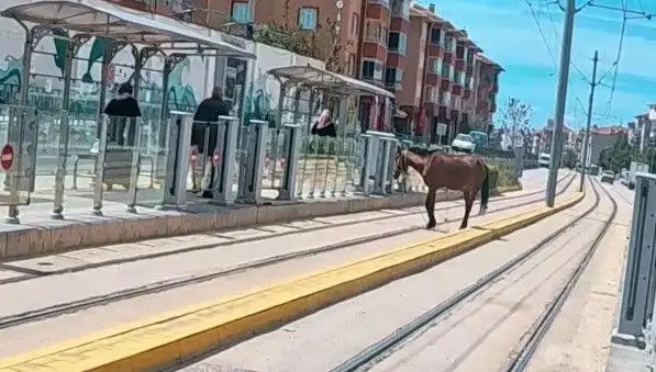 Eskişehir'de Tramvay Raylarında Başına Bu Gelen At, Şehirde Şaşkınlık Yarattı