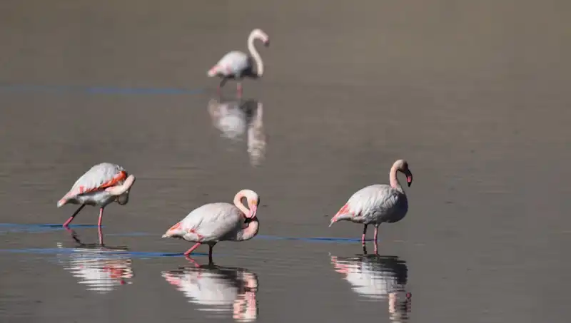Kuş Cennetinde Kuraklık Alarmı: Flamingo Popülasyonu Tehdit Altında!