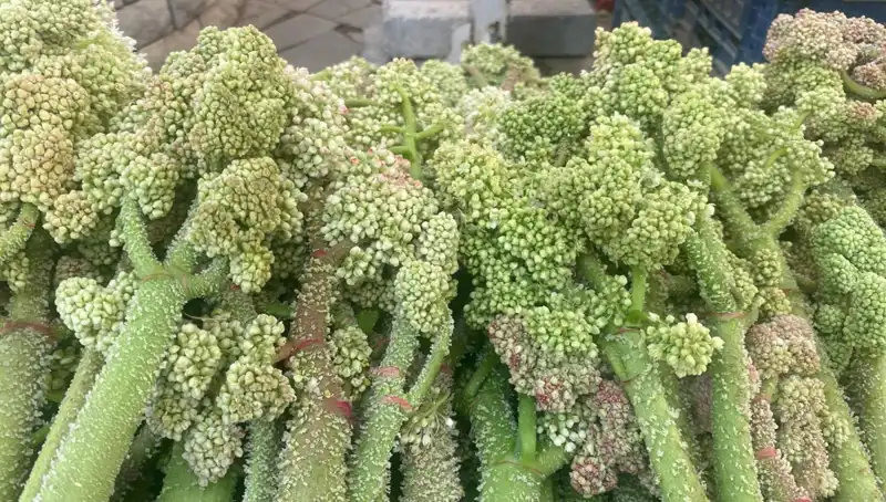 Dağların Şifası: Şekerin Kalbe ve Sarılığa Faydaları