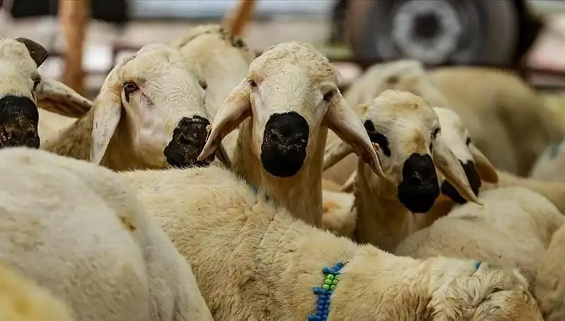 2025 Kurban Bayramı: Kurban Kesme Farz mı? 10 Soru ile Açıklıyoruz