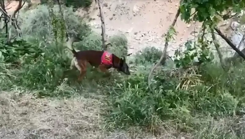 Dere Kenarındaki Esrar: Dedektör Köpekle Açığa Çıkarıldı!