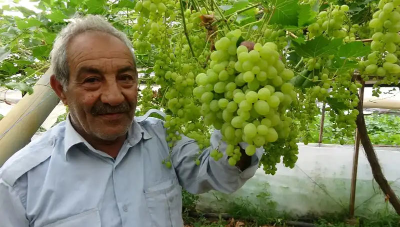 Zirai Donun Meyve Fiyatlarına Etkisi: İlk Ürünler 250 TL'ye Satılıyor