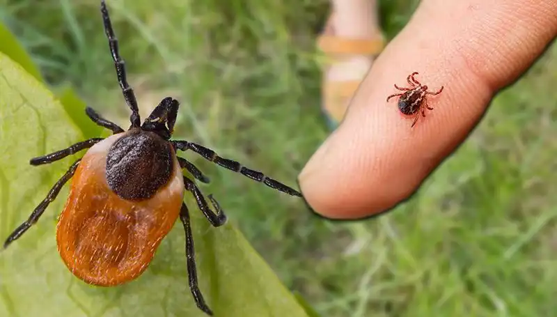 Kene Isırması: Tehlikeleri ve Korunma Yöntemlerini Öğrenin