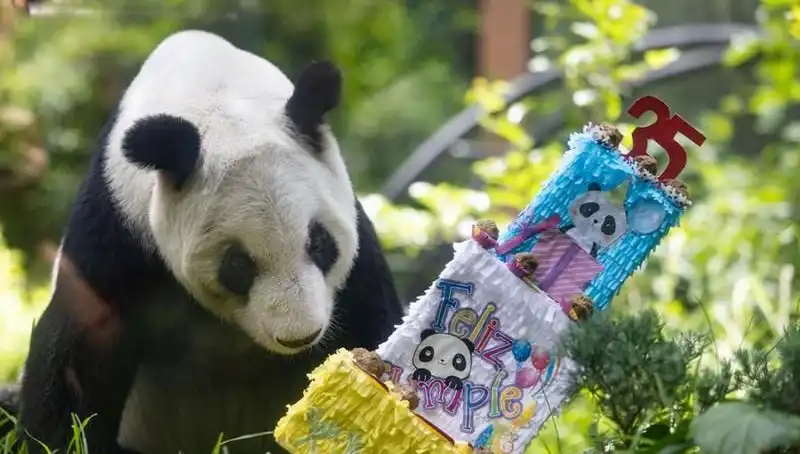 Dev Panda Xin Xin 35. Doğum Günü Kutlamasında Ziyaretçileri Büyüledi