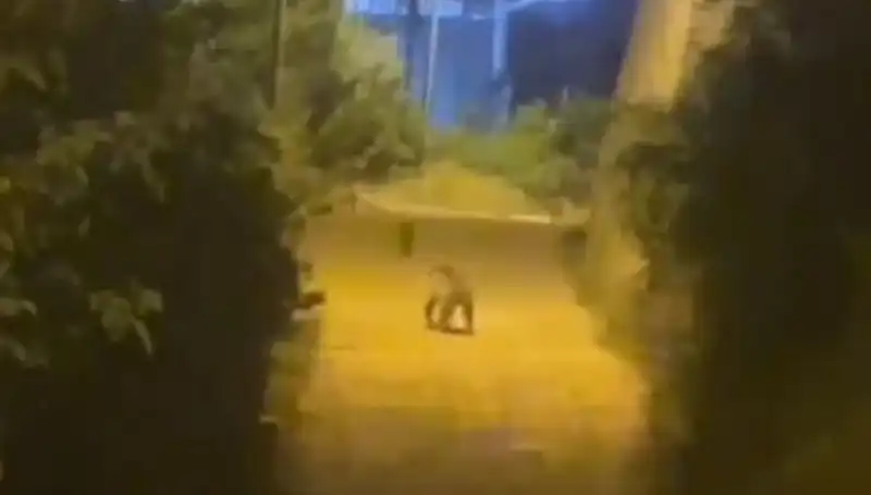 Gümüşhane Şehir Merkezinde Ayı Panik Yaratıyor: Neler Yaşandı?