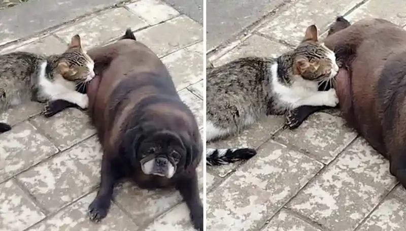 Erzurum Sokaklarında Hayranlık Uyandıran Bir Hikaye: Bir Köpek, Kediyi Emziriyor!