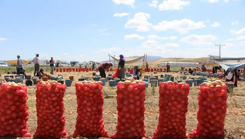Amasya Elması, Avrupa ve Rusya Pazarına Açıldığı Yılbaşında Rekor Kırıyor!