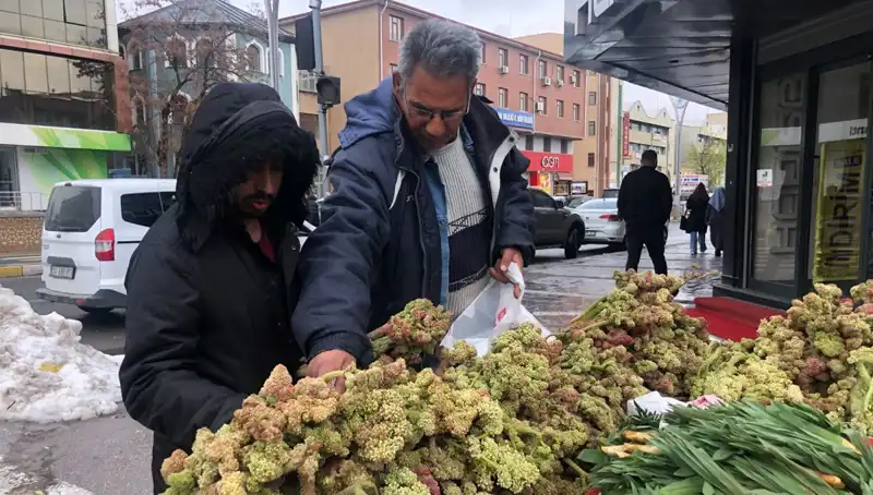 Kendiliğinden Yetişen Bu Bitki, Kanser Tedavisinin Geleceği Olabilir!