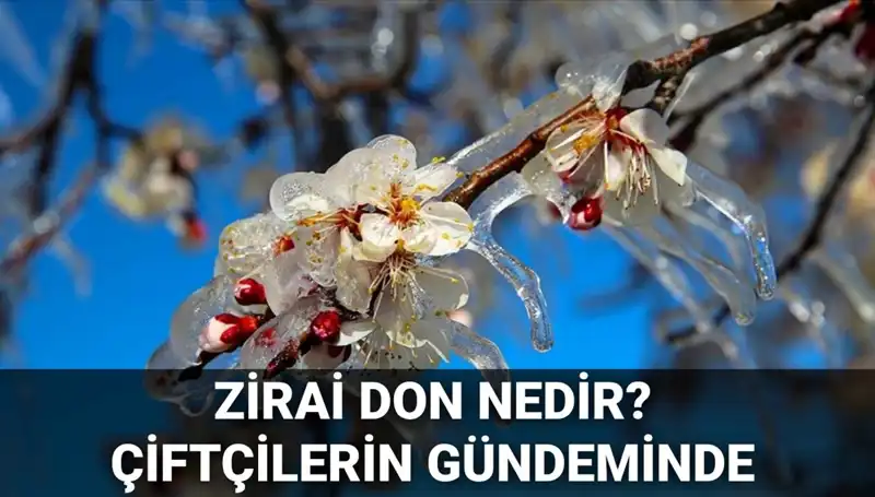 Zirai Don Nedir? Çiftçileri Etkileyen Tehlikeleri ve Çözüm Yolları