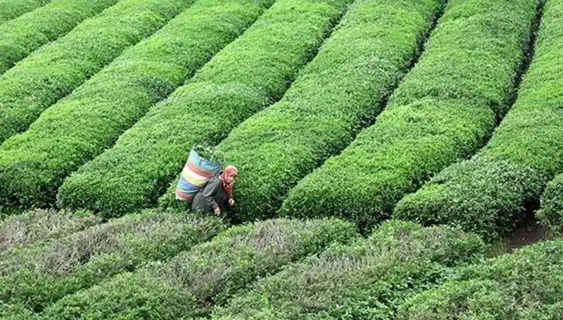 ÇAYKUR, Bayramda Da Yaş Çay Alımına Devam Ediyor: Çiftçiye Destek