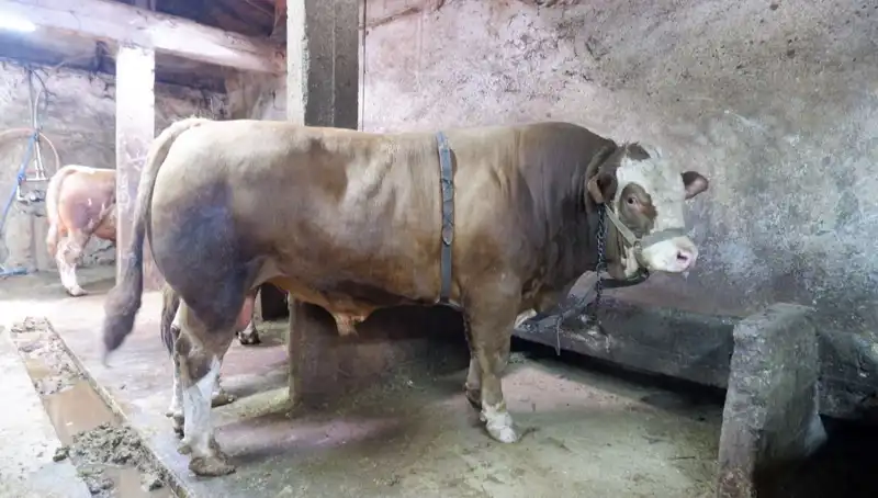 1 Ton 200 Kilo Ağırlığında İlginç Şey Alıcı Buldu!
