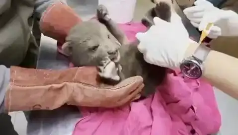 Karabük'te Sevimli Bir Yavru Bozayı Bulundu: Doğa Tutkunlarının Gözü Daha Bir Açık!