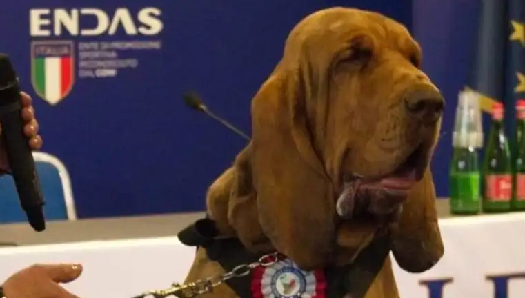 Arama Köpeğine Yönelik Saldırı: Çivili Sosisle Hayatına Son Verildi