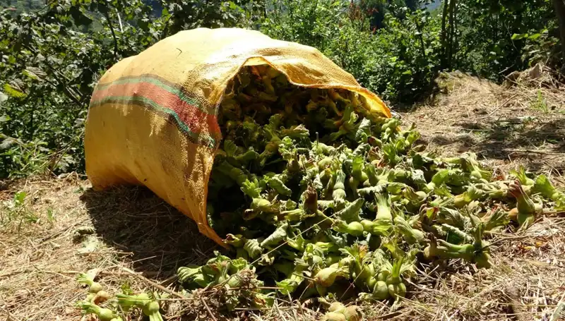 Giresun'da Beklenen Fındık Hasadı Başladı: Çiftçilerin Yüzleri Gülüyor!
