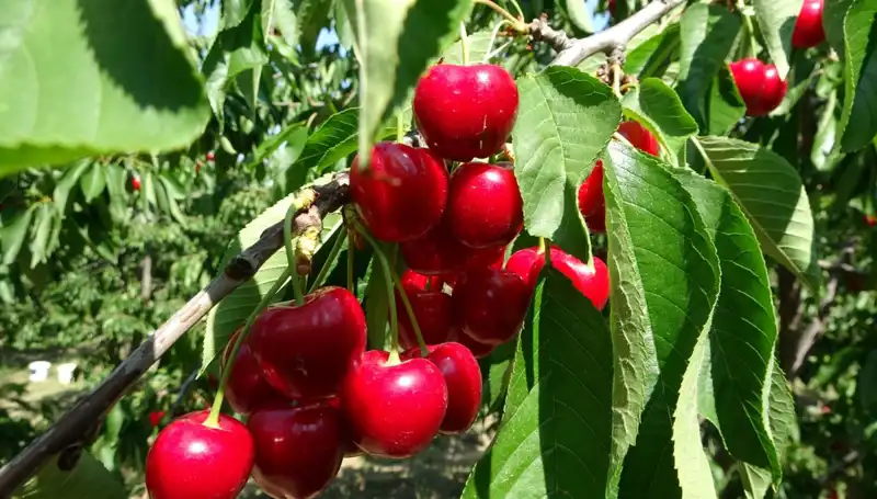 Çay Hasadı Başladı: Çay Bardağına Sığmayan Lezzetler