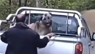 Trabzon'da Bir Köpeğe Uygulanan Şiddet, Hayvan Severleri Üzgün!
