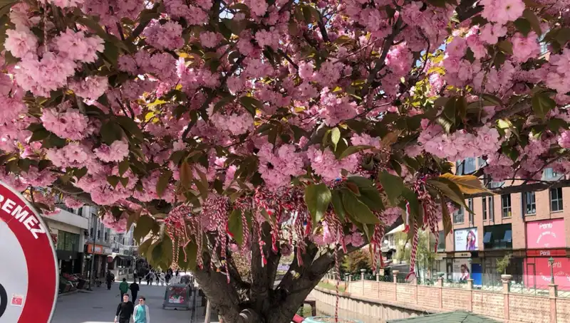 Süs Erik Ağacına Martenitsa Bağlandı: Anlamı ve Geleneği