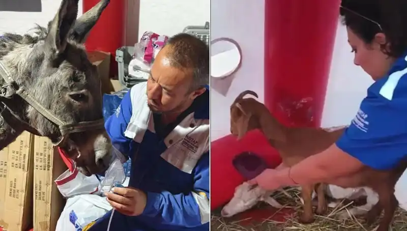 Yangından Etkilenen Eşeğe Oksijen Maskesiyle Farklı Tedavi Yöntemi Uygulanıyor