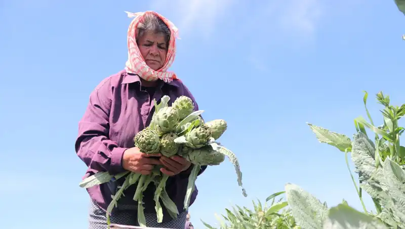 Tarladan Sofralara: Tezgahlarda Fiyatlar Artıyor, 50 TL’lik Fruit Çılgınlığı!