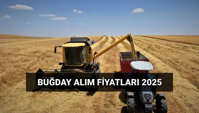 2025'te Hububat Alım Fiyatları: TMO Ne Zaman Ödeme Yapacak?