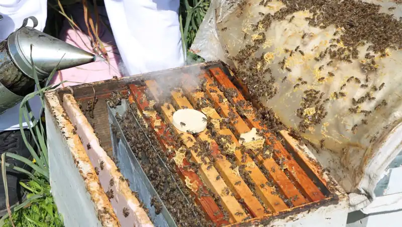Genç Arı yetiştiricisi, Dünyaya Bal Satıyor: 800 Kova ile Ata Mesleğini Yaşatıyor