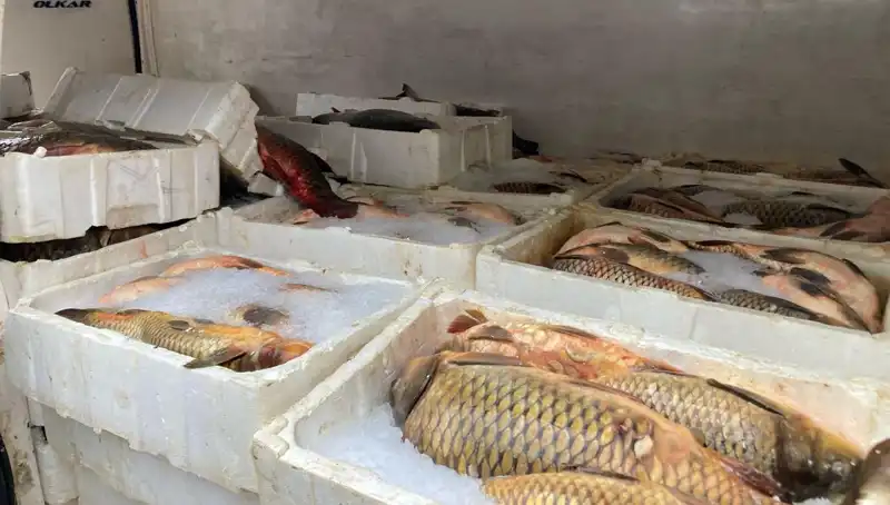 Kaçak Balık Avı: Suçlu Avcılar Binlerce Lira Ceza ile Yüzleşiyor