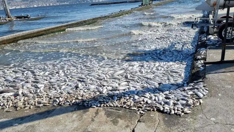 İzmir Körfezi: Doğal Hayatı Koruyacak Sevindirici Gelişmeler!
