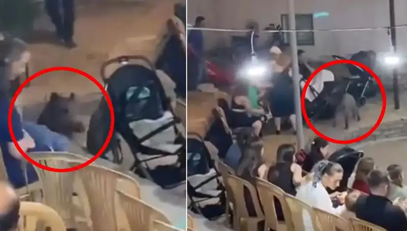 Düğün Törenine Aniden Dalyan Yaban Domuzu Girdi: Şok Anlar ve Paniğe Neden Olan Olay!