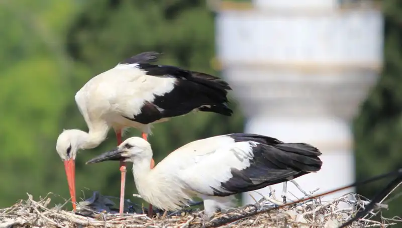 Yaren Leyleği Kıskandıracak Leylek Köyü: 8 Kat Fazla Yuva İle Rekor Kırıyor!