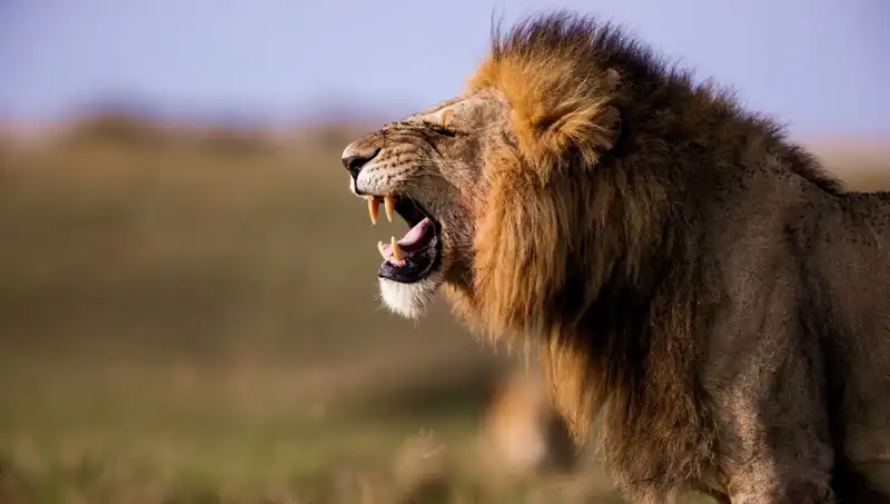14 Yaşındaki Kızın Aslan Saldırısında Yaşadığı Korkunç Olay ve Acı Kaybı