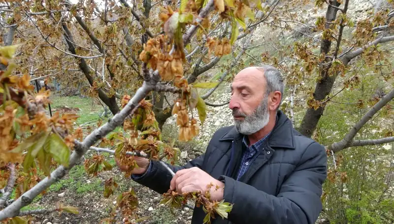 Kiraz Üreticileri Zirai Don Sebebiyle Ciddi Kayıplar Yaşıyor