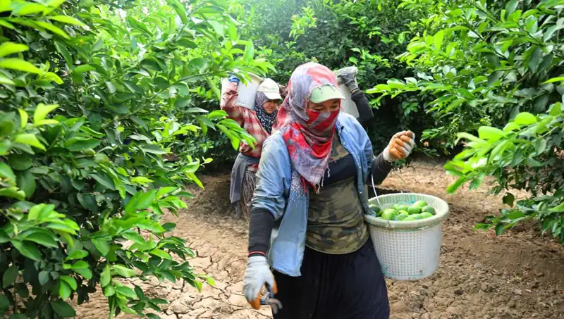 Türkiye'de Tarımda Yeni Dönem: Marketlerde Fiyatlar Düşüyor!