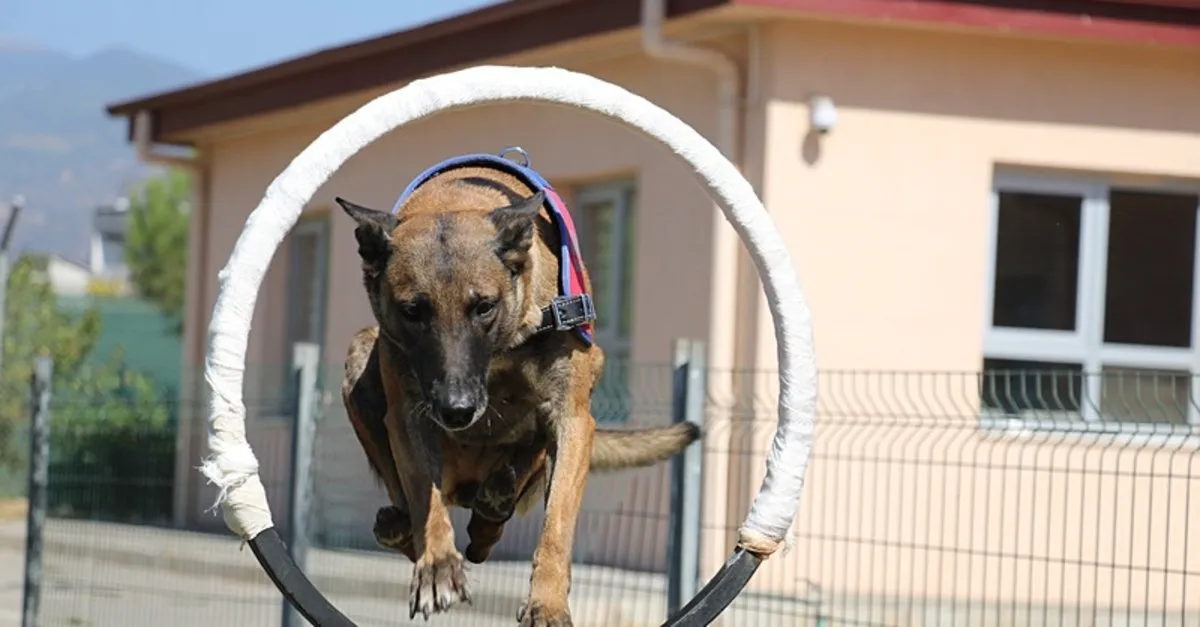 Hassas Burunlar Görevde: Dedektör Köpekler Suçlulara Geçit Vermiyor