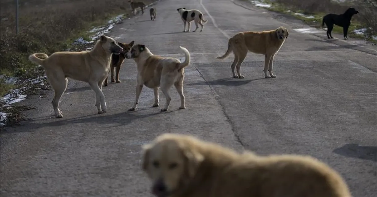 Muğla’da Sahipsiz Köpekler, 600 Tavuğu Telef Etti: Büyük Zarara Yol Açtı