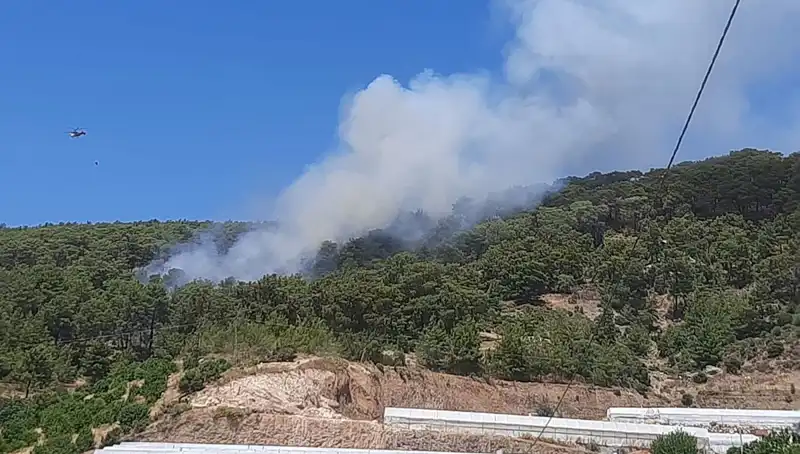 Kumluca'da Yangın Alarmı: Orman Yangınları ve Etkileri Üzerine Düşünceler