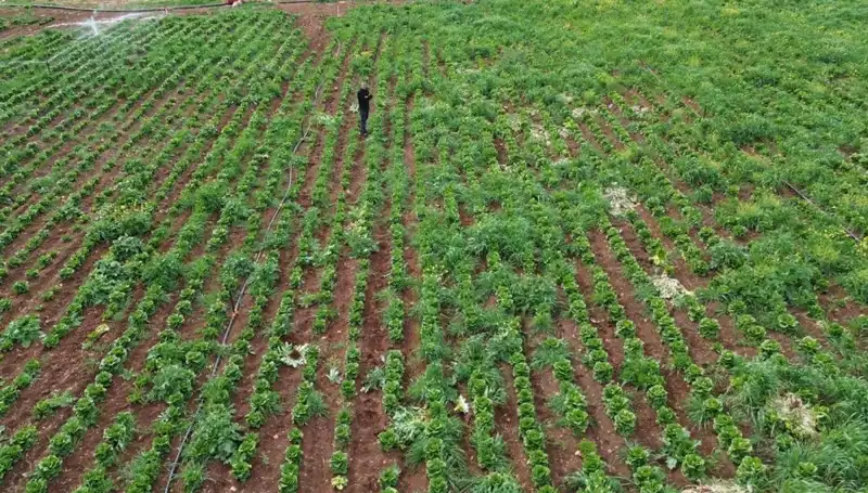 Kuraklık Marul Hasadını Tehdit Ediyor: Tarım Uzmanlarından Uyarılar Geldi