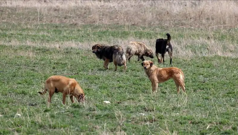 Ankara'da Sahipsiz Köpekler İçin Yeni Cezalar: 71 Bin Lira Bekleniyor!