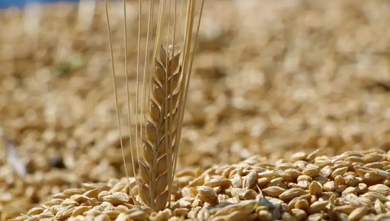TMO 2025 Buğday Satış Fiyatları Açıklandı: Arpa ve Yulaf'da Son Durum Ne?
