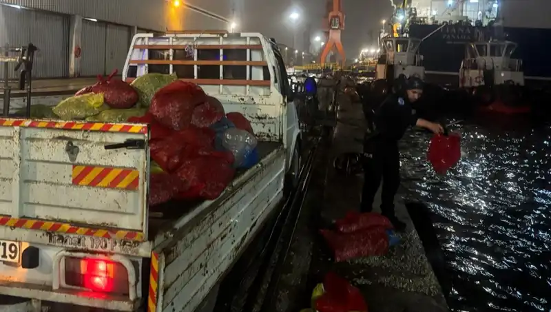 Kaçak Midyelerin Peşine Düşüldü: Milyonlarca Kalori Tehlikede
