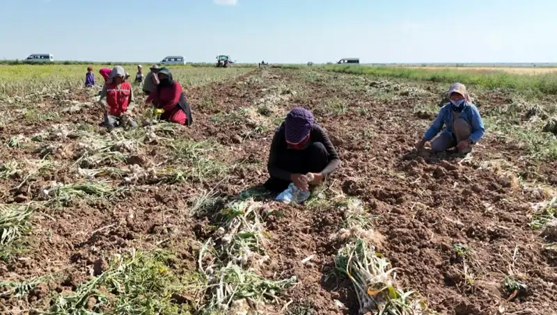 Rusya, Almanya ve İspanya’nın Antibiyotiği: Hasat Başladı!