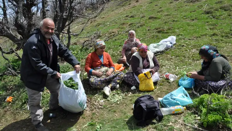 Yüzyıllık Geleneğin Peşinde: Ailesine Geçim Kaynağı Olan Ağaç Fındığı Toplama Serüveni